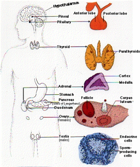 endocrine-system
