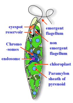 euglena2-protista