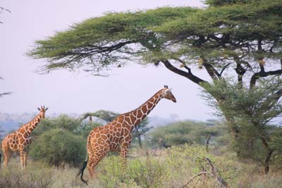 natural-selection-giraffe