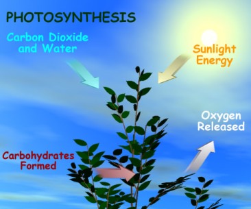 photosynthesis2